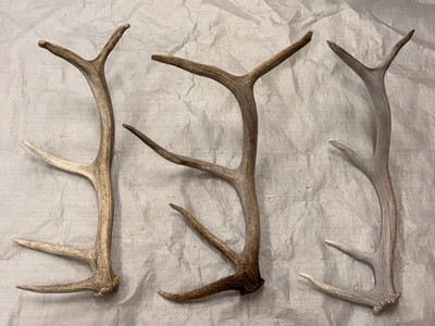 3 real elk antlers crafts antler carving taxidermy display decor home cabin gift