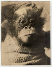 Silbergelatine Foto (28x22cm) um 1920  Affe  Schimpanse Baby - Knick oben rechts