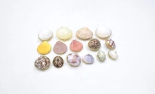 Purses Shell Assorted Colored Shell Pill Box Trinket Coin Purse