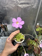 Pinguicula Moctezumae X Aganta Small Plants