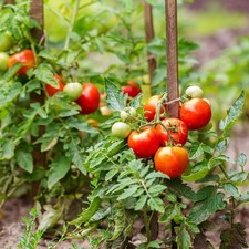 Tomato Plants in 9cm Pots - Easy to Grow Garden Ready UK Grown Potted Solanium