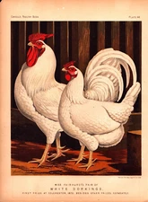 "WHITE DORKINGS", Antique original Bird Chickens chromolithograph 1889