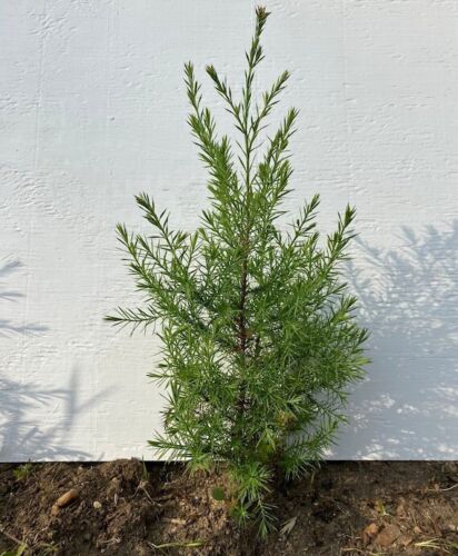 10 LIVE EASTERN RED JUNIPER CEDARS