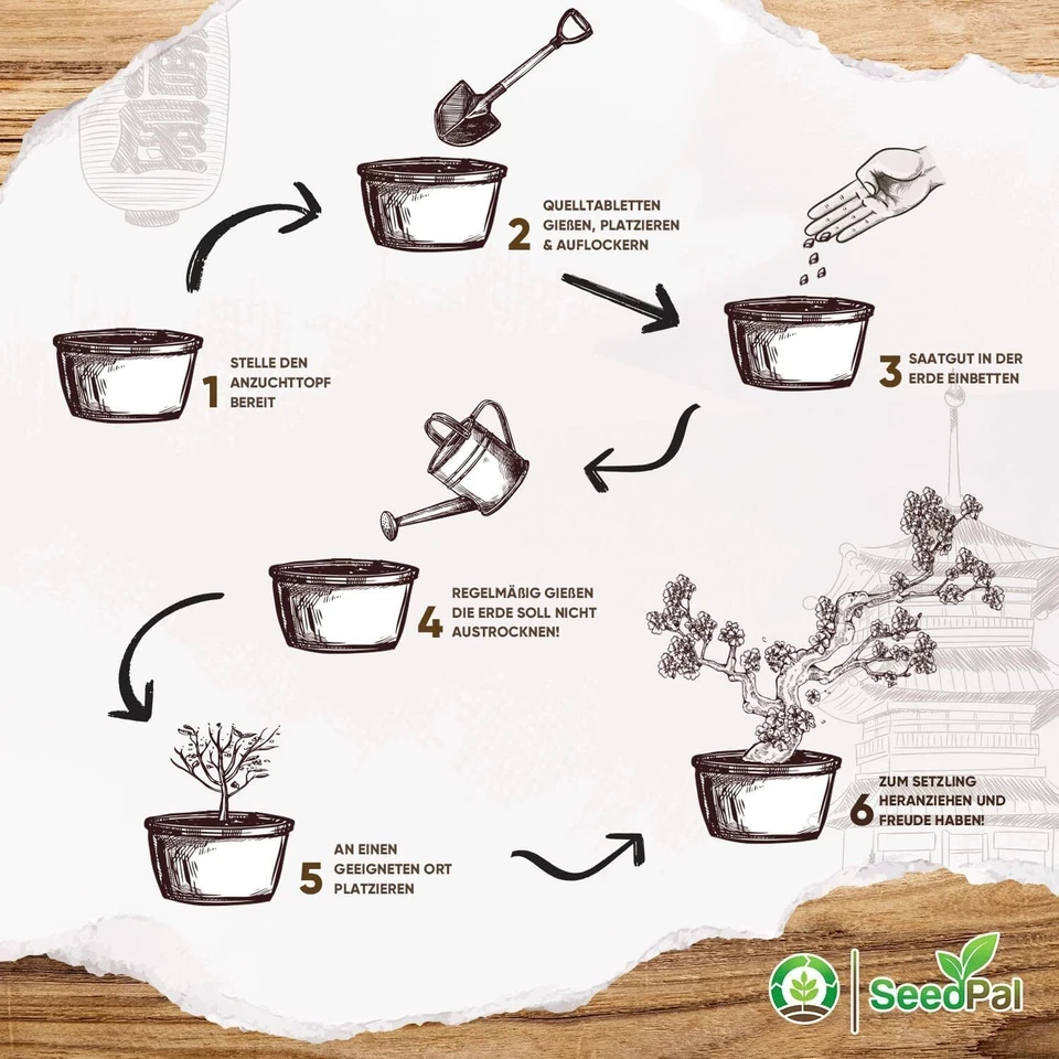 Easy Bonsai Kit - Plantes Kit de culture Bonzaï 4 graines différentes de Banz... - Photo 4/4