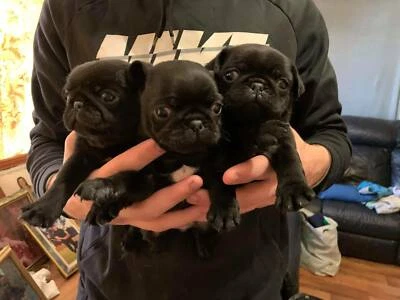 white miniature pomeranian