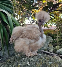 6 Dun Chocolate and Khaki Silkie Hatching Eggs - Paint and Cuckoo Possible!