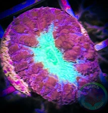 SAF~Ultra Blastomusa Welsi Live Coral “WYSIWYG” SPS, LPS, Colony,Blasto,Merletti