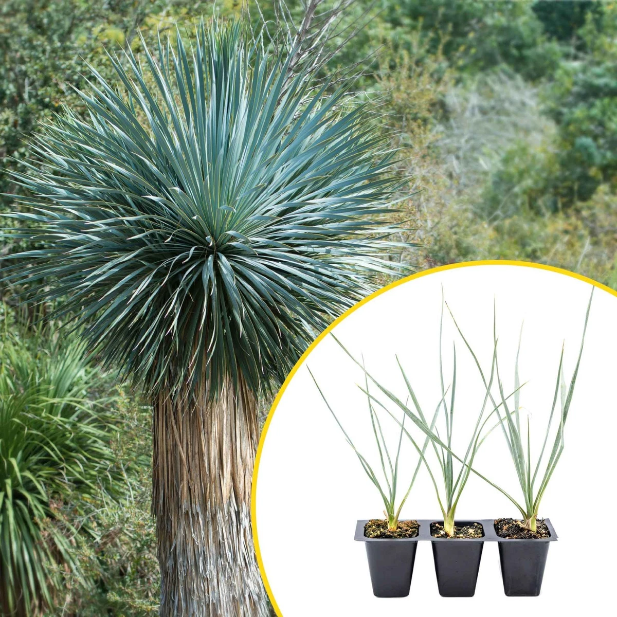 Yucca Plants for sale | eBay