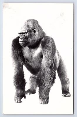 Postcard Field Museum Natural History Chicago Illinois Bushman Famous Gorilla