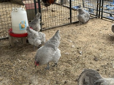 SPRING HATCHING EGGS Half Dozen(6) Fertilized Lavender Orpington Hatching Eggs