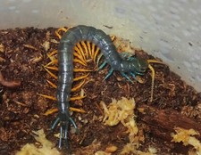 Malaysian jewel centipede baby-captive bred