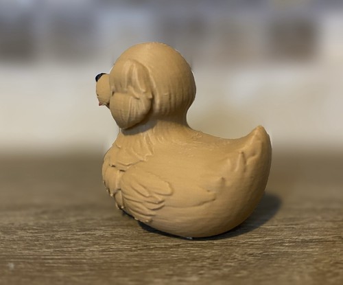 Golden Retriever Duck - 第 5/9 張圖片