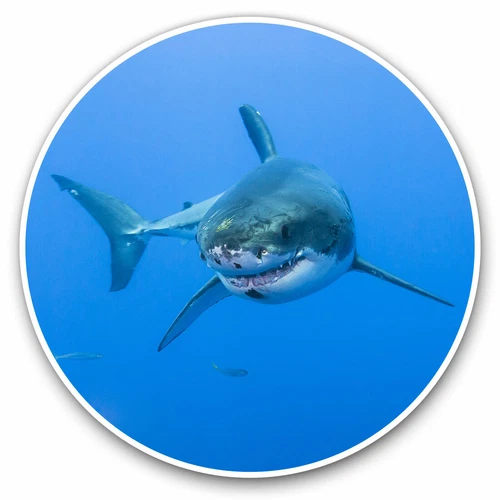 2 x Vinyl Stickers 20cm - Amazing Cool White Shark Sea Creature Cool Gift #8391