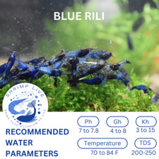 ShrimpLive 10 1 BLUE RILI Freshwater Neocaridina Shrimps Live Guarantee