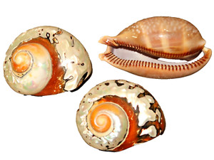 Lot of 3 Turban Seashell Turbo Sarmaticus 4" Hermit Crab & 3" Snail Shell