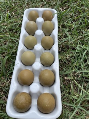 10+ extras Fertile F2 And F3 olive moss eggers.