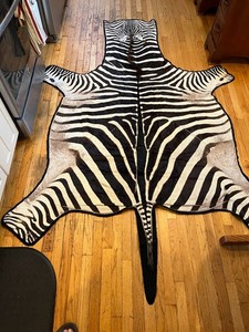 Real Zebra Hyde Rug Mounted on Black Felt Backing - Large Animal Skin Decor