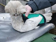 WATERPROOF CHICKEN SADDLE  Chicken Apron  Spur Resistant  Hen Feather Protect