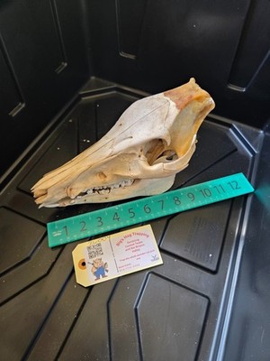 Wild Hog Skull Boar From Texas Feral Pig Hunting Trophy Bone Teeth Tusks