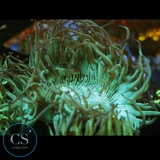 CS 3"+ ELEGANCE CORAL - WYSIWYG LIVE CORAL