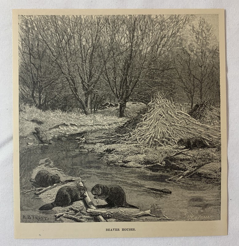 1889 magazine engraving ~ BEAVER HOUSES