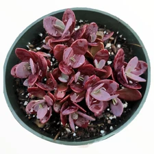 SunSparkler® Sedum 'Cherry Tart' Succulent Plant