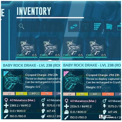 Ark Survival Ascended pve High Stat Rock Drake Baby Bundle PC/XBOX/PS5