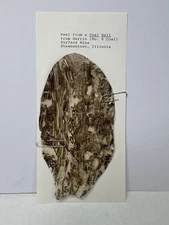 Large Coal Ball Peel of Herrin Surface Mine Shawneetown, IL