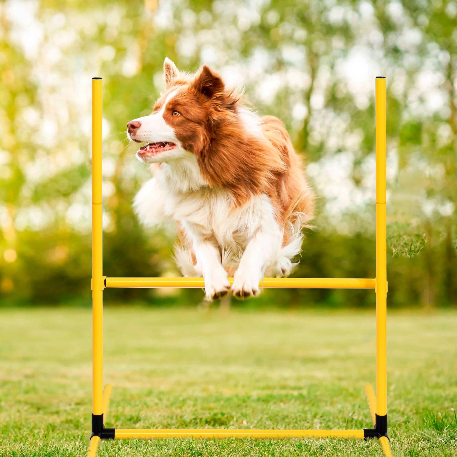Outdoor Dog Pet Agility Training Equipment Backyard Starter Course Set Brand New