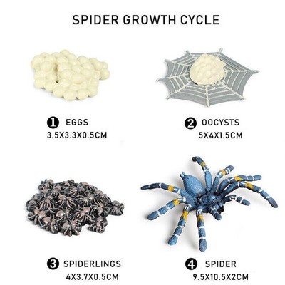 Blue Spider Growth Cycle Model Toys Life Cycle Figurines Plastic Figures Toy Kit