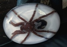 Women Men Real TARANTULA Belt Buckle Western Cowboy Hecho MEXICO RARE VINTAGE