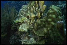 164061 Elk Horn Coral Forest A4 Photo Print