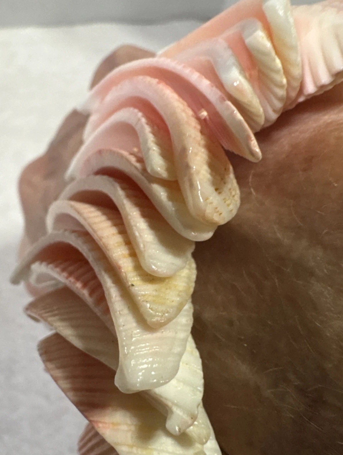 Handcrafted Sea Shell Bracelet~Adjustable Wrist B… - image 3