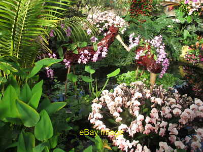 Foto 6x4 Kew Gardens Orchidee Festival Modelle von scharlachroten Ibis Diese Modelle c2019
