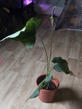 Anthurium delta force flowering plant