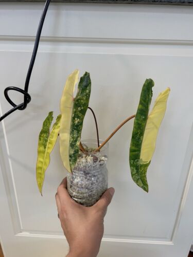 Philodendron Billietiae Variegated (no Monstera) - Picture 1 of 8