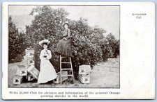 Postcard Riverside CA Women Picking Oranges Balloon Route Excursion CA34
