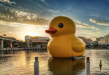 a lot of Rubber Ducks : 250 Duckie Ducky sets to choose duck DucK JEEP