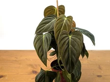 FULL & LARGE Philodendron Melanochrysum 2+ Plants per Pot - 4 Inch Pot