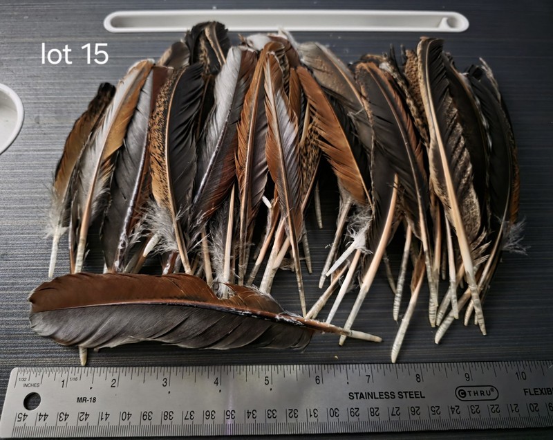 Large Lot Of Calico/Two Toned Chicken And Turkey Feathers