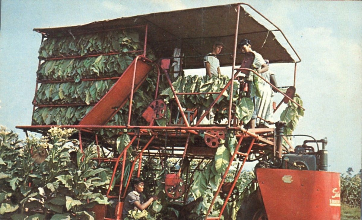 old tobacco harvester Tobacco Harvest Georgia's Golden Crop Mechanical Picker & Farm Laborers  Postcard