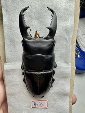 Insectos, Lucanidae: dorcus titanus nobuyukii 89,4 mm A1 Borneo salvaje