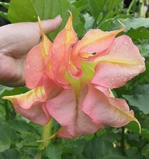 10 Double Yellow Orange Angel Trumpet Seeds Brugmansia Datura Flower Seed 295 US