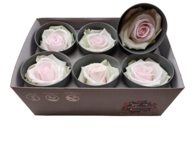 Preserved Ice Dry Tricolor Roses - Set of 6 Unique Decorative Flowers
