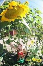 TRIFFID SUNFLOWER COLLECTION 3 ENORMOUS SUMMER MONSTER VARIETIES IN ONE DEAL