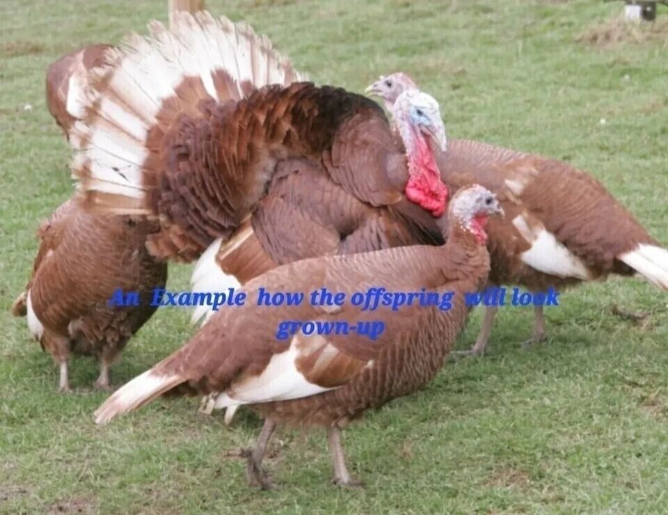 Pure Bourbon Red Turkey (2) Hatching Eggs eBay