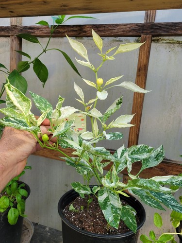 Abwechslungsreiche Baby BELL Pfeffersamen Mini Paprika einzigartig Creek Gehöft zertifiziert - Bild 2 von 24