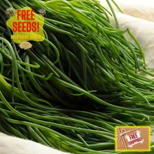 Fresh Oka Hijiki Seaweed Mustard Seeds | Heirloom Non-GMO | Asian Vegetable