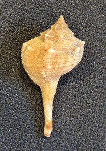 Purple Dye Murex Shell (Bolinas brandaris) with Data from Algeria