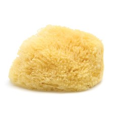 Caribbean Sea Sponge Hand Cut Extra Large Approx. 7-8 inches